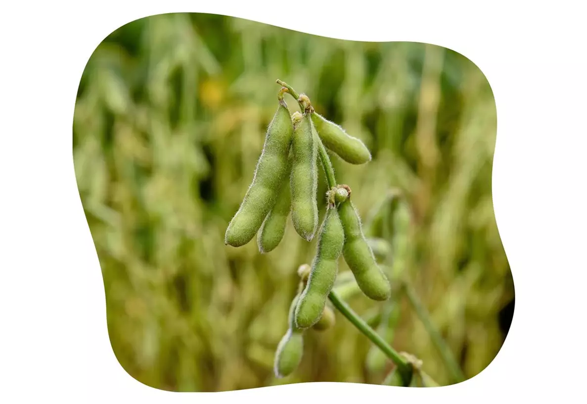 edamame-dame-hanae-kiefl-gartencenter_.jpg