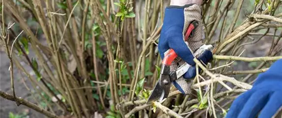 Frühblühende Gehölze sind meist die schönsten Frühlingsboten