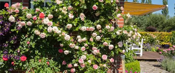 Die Rosenvielfalt begeistert mit vielen Arten