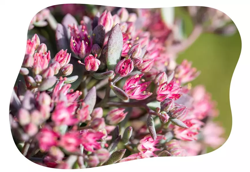 sedum-im-gartencenter-kiefl-in-gauting-bei-muenchen.jpg