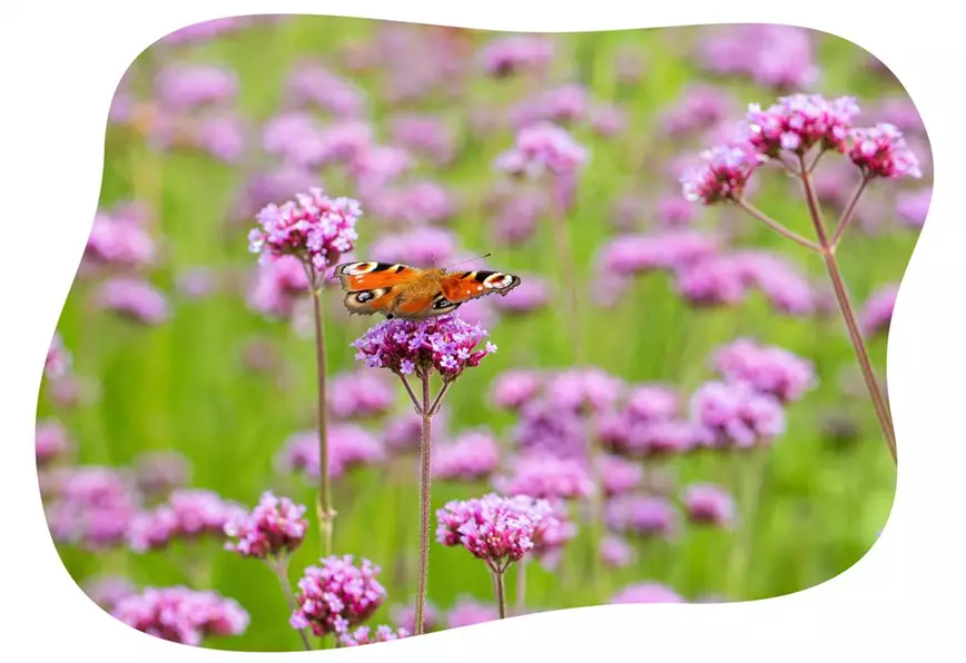 verbena-bonariensis-im-gartencenter-kiefl-in-gauting-bei-muenchen.jpg