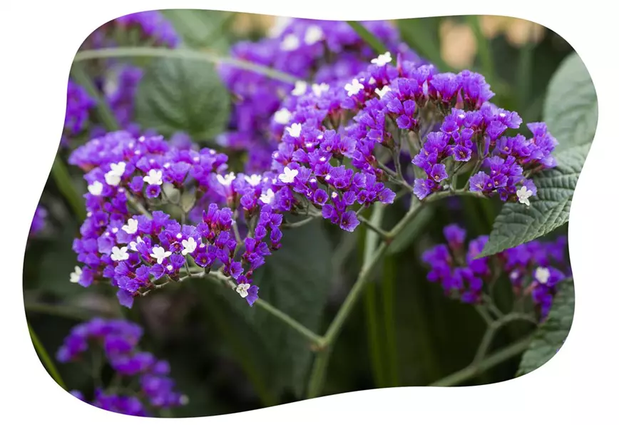 limonium-im-gartencenter-kiefl-in-gauting-bei-muenchen.jpg