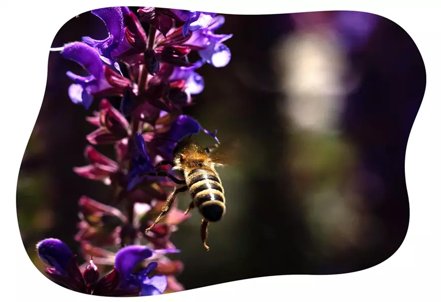 salvia-mit-biene-im-gartencenter-kiefl-in-gauting-bei-muenchen.jpg