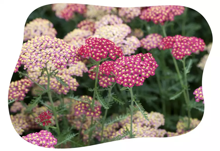 hitze-staude-achillea-m-im-gartencenter-kiefl-in-gauting-bei-muenchen.jpg