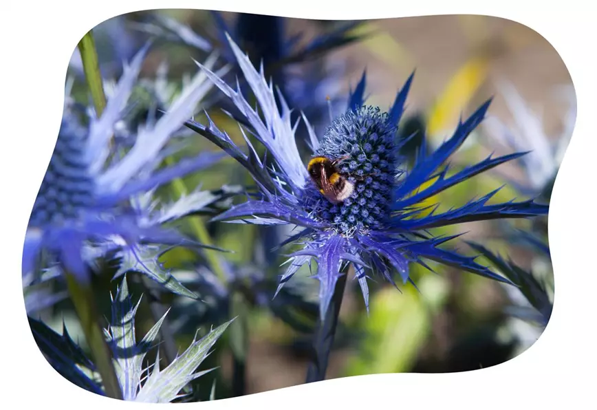 hitze-staude-eryngium-b-im-gartencenter-kiefl-in-gauting-bei-muenchen.jpg