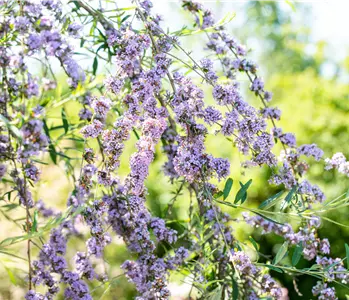 Sommerflieder im Garten als Schmetterlingsmagnet