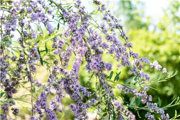 Sommerflieder im Garten als Schmetterlingsmagnet Sommerflieder im Garten als Schmetterlingsmagnet