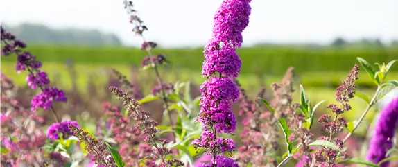 Sommerflieder im Garten als Schmetterlingsmagnet