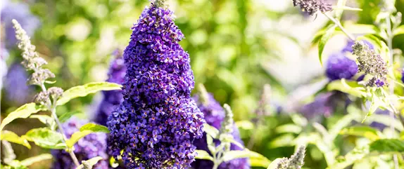 Sommerflieder im Garten als Schmetterlingsmagnet