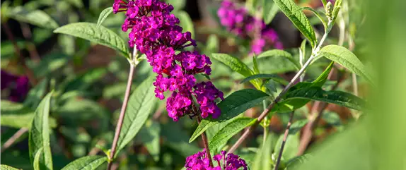 Sommerflieder im Garten als Schmetterlingsmagnet