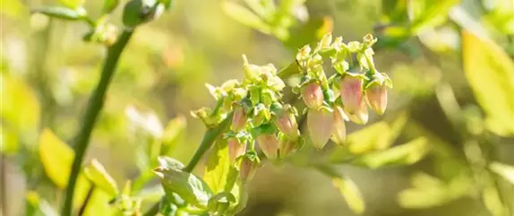 Beerensträucher pflegen – So gibt es bald viele leckere Snacks