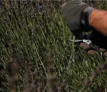 Lavendel – Zurückschneiden