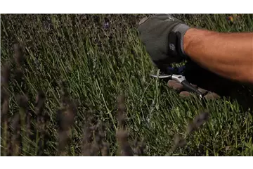 Lavendel – Zurückschneiden Lavendel – Zurückschneiden