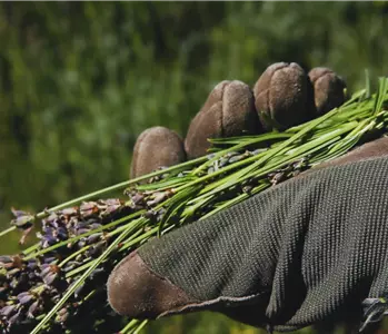 Lavendel - Zurückschneiden