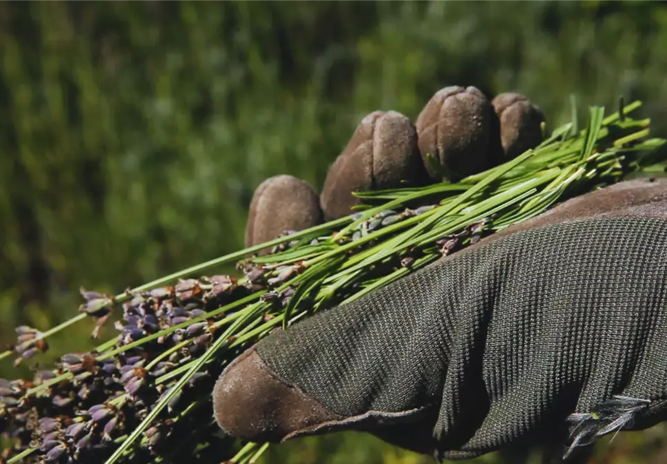 Lavendel - Zurückschneiden