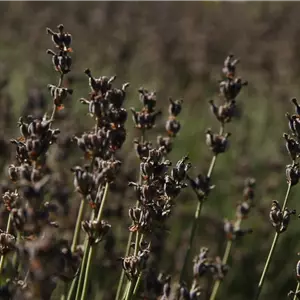 Lavendel – Zurückschneiden