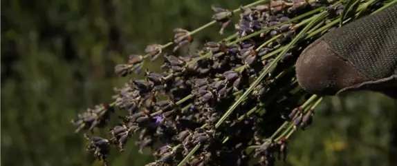 Lavendel – Zurückschneiden