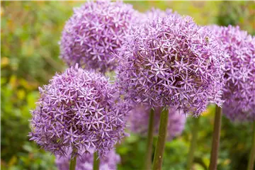 Allium – pflegeleichter Zierlauch als Gartenschmuck Allium – pflegeleichter Zierlauch als Gartenschmuck