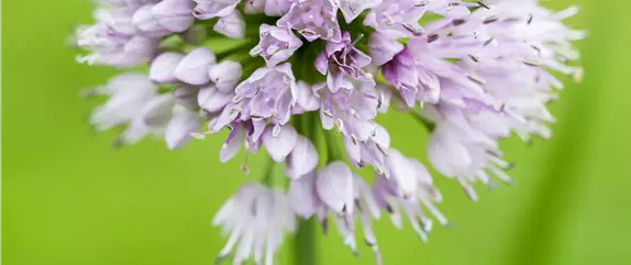 Allium – pflegeleichter Zierlauch als Gartenschmuck