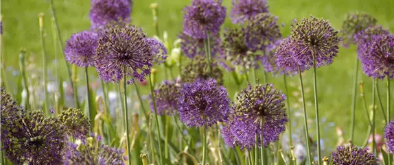 Allium – pflegeleichter Zierlauch als Gartenschmuck