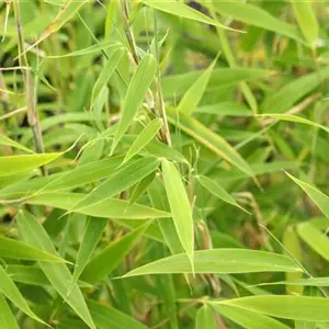 Bambus für ein asiatisches Flair im Garten