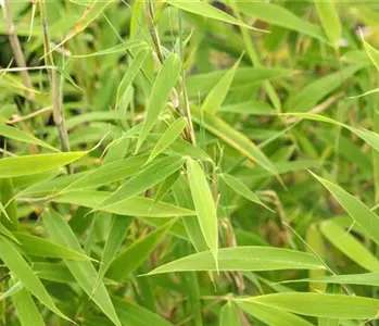 Bambus für ein asiatisches Flair im Garten