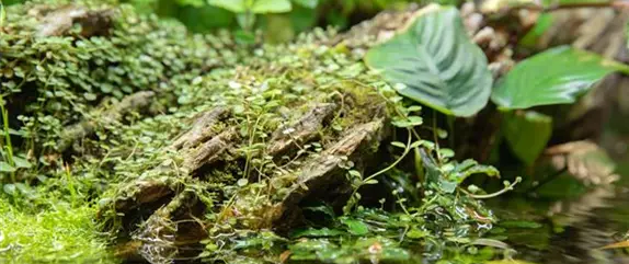 So werden Wasserpflanzen ohne Teich zum Blickfang