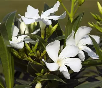 Beliebte mediterrane Pflanzen für Balkon und Garten