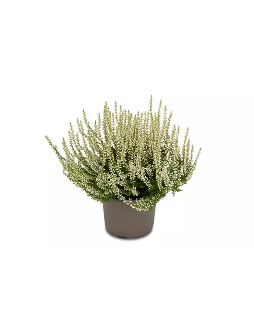 Calluna vulgaris Gardengirls® weiß