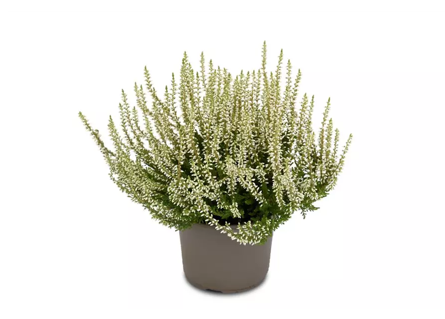 Calluna vulgaris Gardengirls® weiß