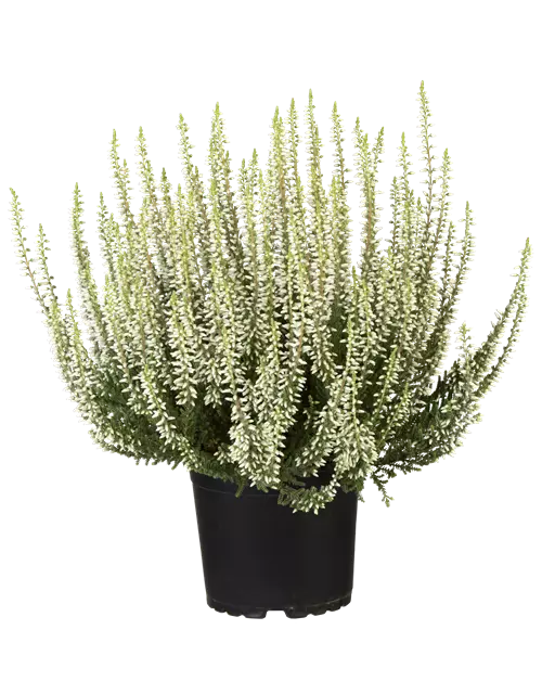 Calluna vulgaris Gardengirls® weiß