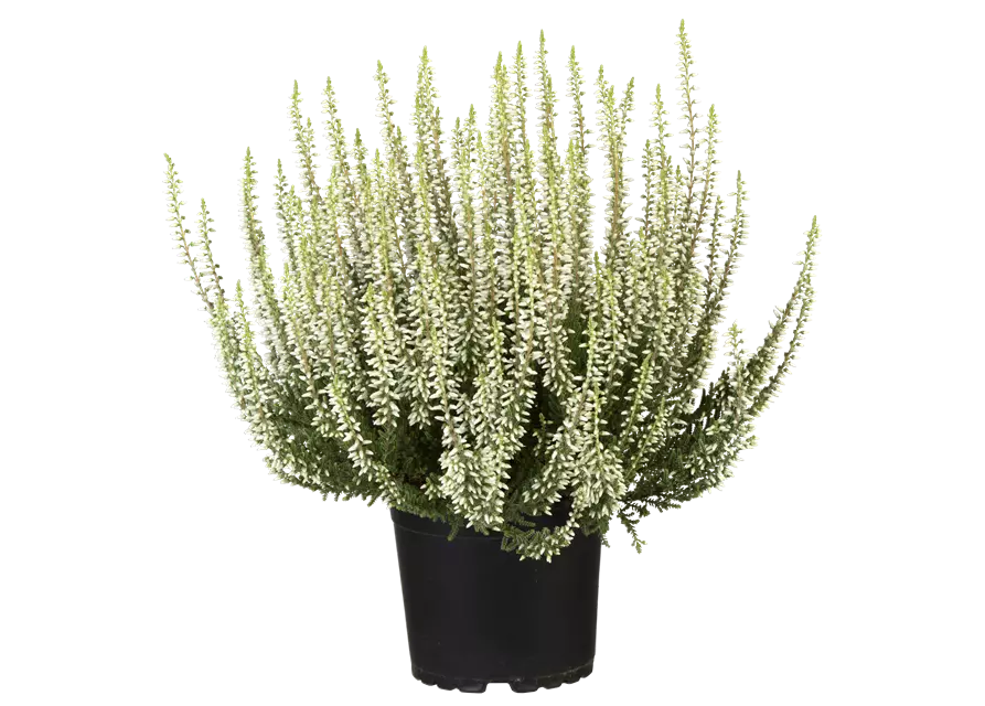 Calluna vulgaris Gardengirls® weiß