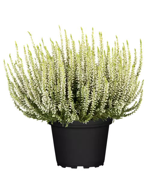 Calluna vulgaris Gardengirls® weiß