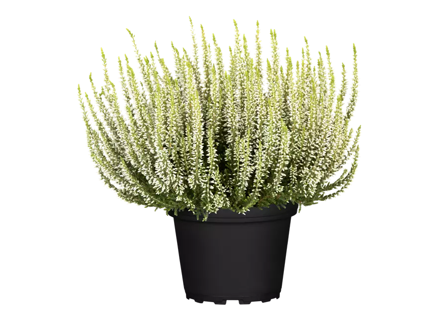 Calluna vulgaris Gardengirls® weiß