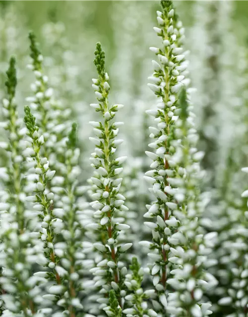 Calluna vulgaris Gardengirls® weiß