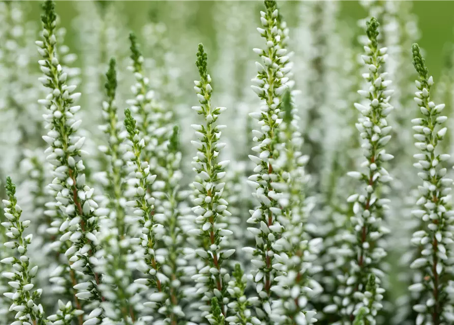 Calluna vulgaris Gardengirls® weiß