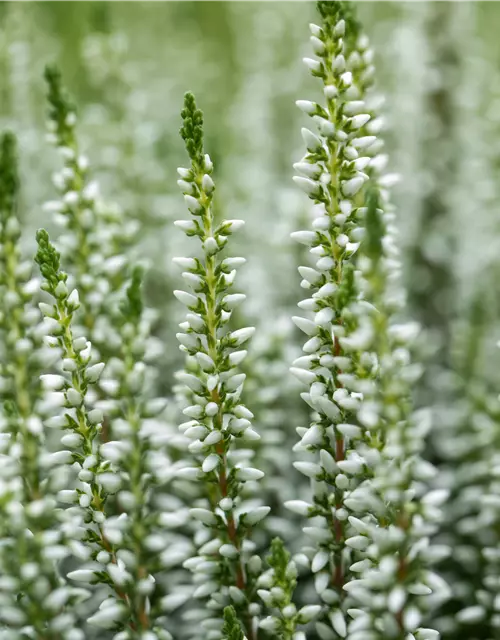 Calluna vulgaris Gardengirls® weiß