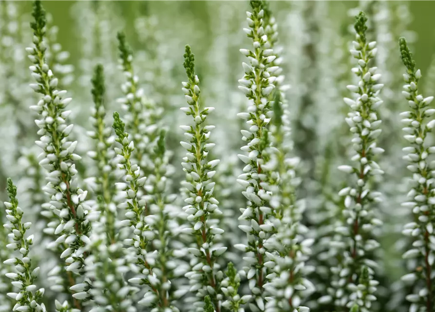 Calluna vulgaris Gardengirls® weiß