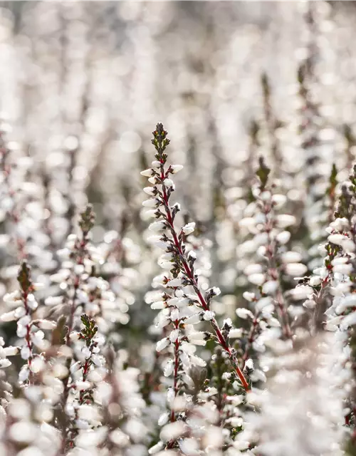 Calluna vulgaris Gardengirls® weiß