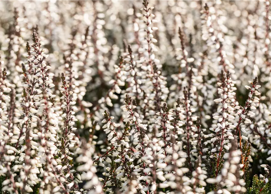 Calluna vulgaris Gardengirls® weiß