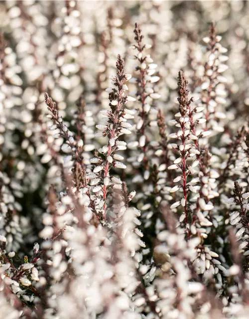 Calluna vulgaris Gardengirls® weiß