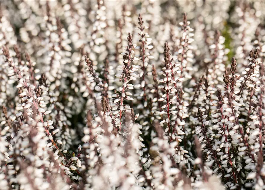 Calluna vulgaris Gardengirls® weiß