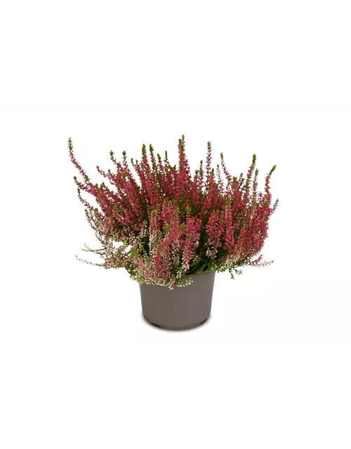 Calluna vulgaris Gardengirls® rot