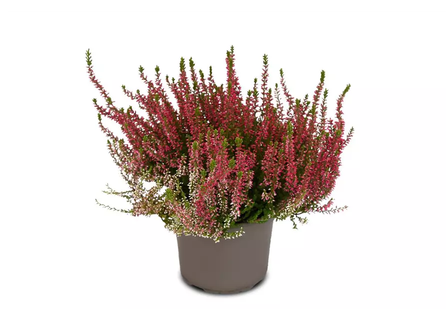 Calluna vulgaris Gardengirls® rot