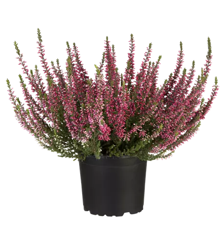 Calluna vulgaris Gardengirls® rot