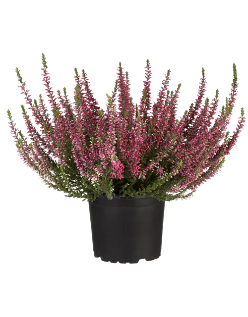 Calluna vulgaris Gardengirls® rot