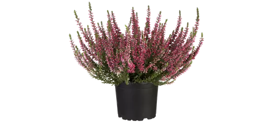 Calluna vulgaris Gardengirls® rot