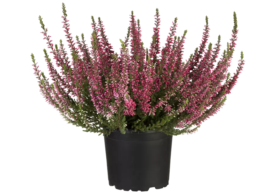 Calluna vulgaris Gardengirls® rot