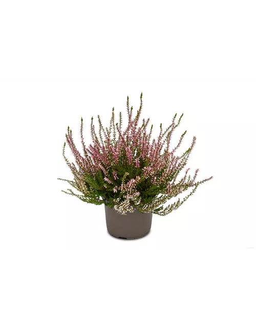 Calluna vulgaris Gardengirls® rosa