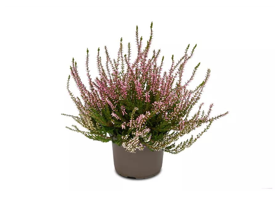 Calluna vulgaris Gardengirls® rosa